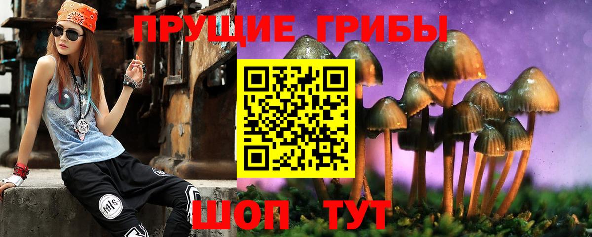 Галлюциногенные грибы Psilocybe Тимашёвск